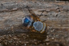 Calliphora dubia