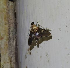 Aetholix flavibasalis