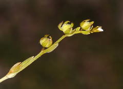 Plagiobothrys acanthocarpus