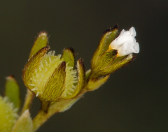 Plagiobothrys acanthocarpus