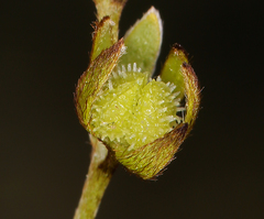 Plagiobothrys acanthocarpus