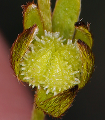 Plagiobothrys acanthocarpus