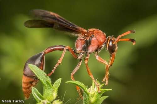 Potter wasp