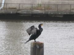 Phalacrocorax carbo