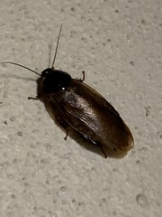 Pycnoscelus surinamensis