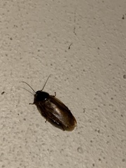 Pycnoscelus surinamensis