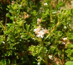 Pomaderris obcordata