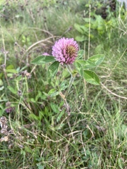 Trifolium pratense