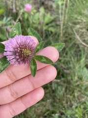 Trifolium pratense