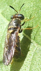 Hermetia chrysopila