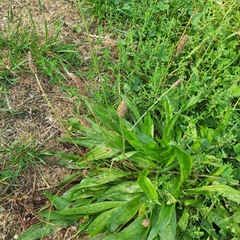 Plantago lanceolata