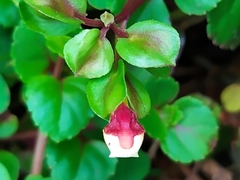 Torenia polygonoides