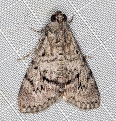 Enchesphora streptomela