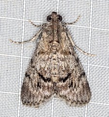 Enchesphora streptomela