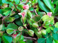 Torenia polygonoides