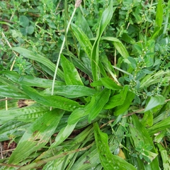 Plantago lanceolata