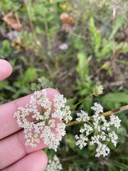 Daucus carota