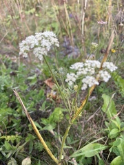 Daucus carota