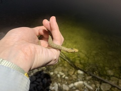 Nerodia paucimaculata