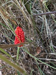 Arisaema dracontium