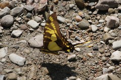 Neographium thyastes thyastinus
