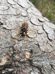 Urocerus gigas