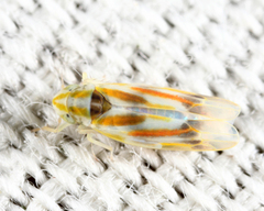Erythridula praecisa
