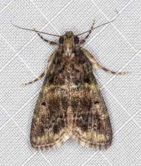 Orthaga atribasalis