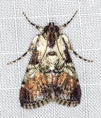 Orthaga rubridiscalis