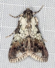 Orthaga rubridiscalis