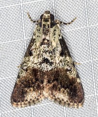 Orthaga rubridiscalis