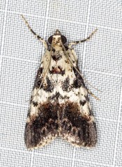 Orthaga rubridiscalis