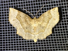 Metarranthis hypochraria