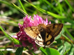Heliothis acesias
