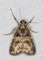 Orthaga atribasalis