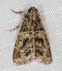 Orthaga atribasalis