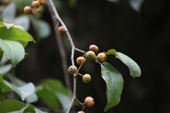 Zanthoxylum asiaticum