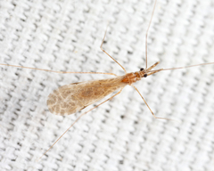 Empicoris winnemana