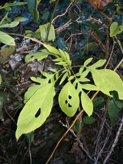 Solanum seaforthianum
