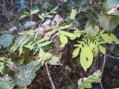 Solanum seaforthianum