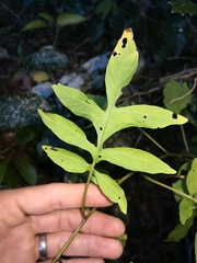 Solanum seaforthianum