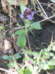Prunella vulgaris vulgaris
