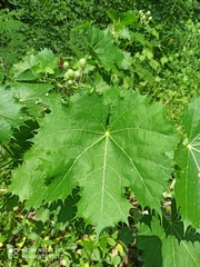 Cnidoscolus multilobus