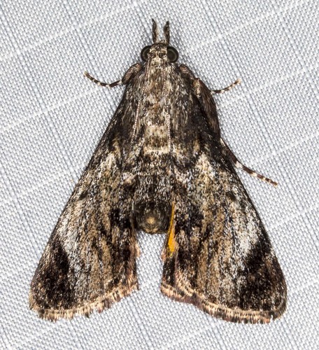 Salma pyrastis Meyrick, 1887