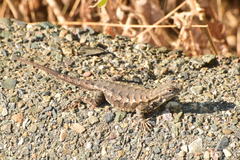 Sceloporus occidentalis biseriatus