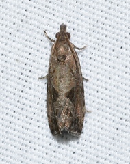 Endothenia nubilana