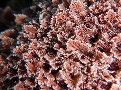 Corallina ferreyrae