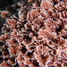 Corallina ferreyrae - Photo (c) Chris Taklis,  זכויות יוצרים חלקיות (CC BY), הועלה על ידי Chris Taklis