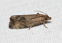 Endothenia nubilana