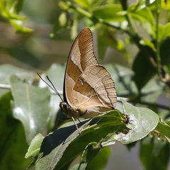 Archaeoprepona chalciope